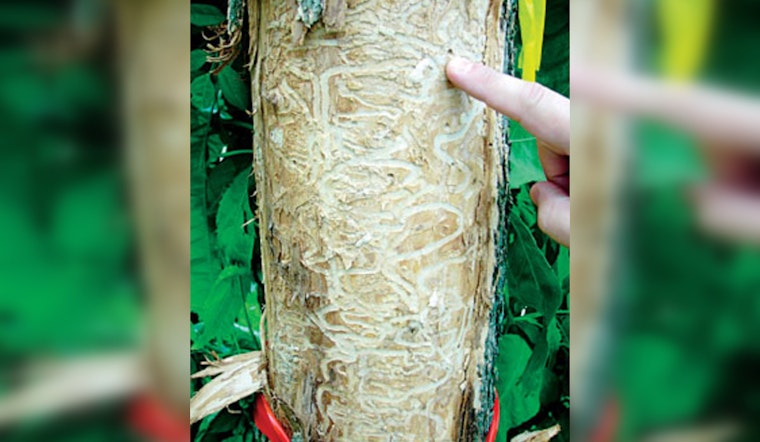 St. Louis Park Launches Shade SLP Plus to Offer Free Tree Care and Combat Emerald Ash Borer