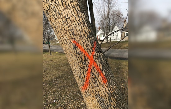 St. Louis Park to Remove 468 Ash Trees in Battle Against Invasive Emerald Ash Borer
