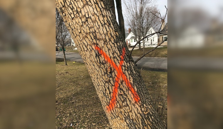 St. Louis Park to Remove 468 Ash Trees in Battle Against Invasive Emerald Ash Borer