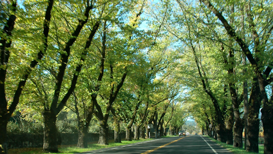 State Route 29's Tunnel of Elms to See Delays During Tree Trimming in Napa County