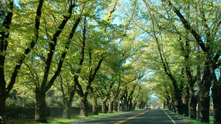 State Route 29's Tunnel of Elms to See Delays During Tree Trimming in Napa County