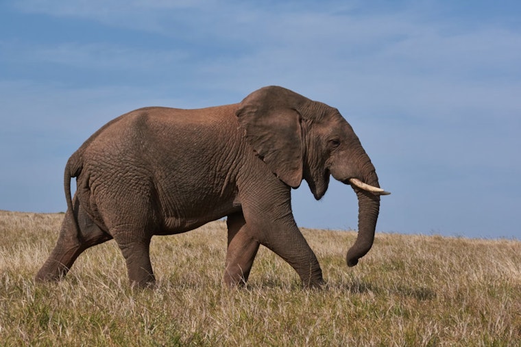 Study Reveals Climate Crisis Poses Greatest Risk to Africa’s Elder Elephants, Urges Policy Reform for Conservation