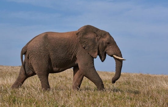 Study Reveals Climate Crisis Poses Greatest Risk to Africa’s Elder Elephants, Urges Policy Reform for Conservation