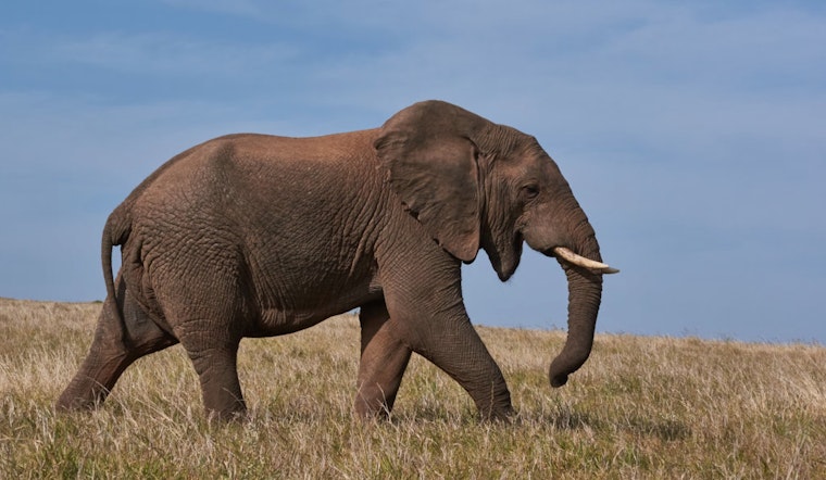 Study Reveals Climate Crisis Poses Greatest Risk to Africa’s Elder Elephants, Urges Policy Reform for Conservation