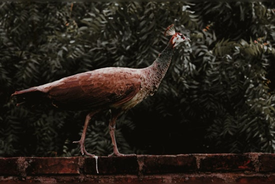 Sunrise Community Charmed by Roaming Peahen as Relocation Efforts Unfold