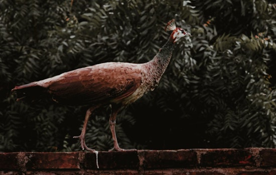Sunrise Community Charmed by Roaming Peahen as Relocation Efforts Unfold