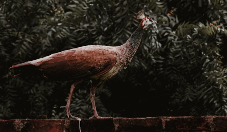 Sunrise Community Charmed by Roaming Peahen as Relocation Efforts Unfold