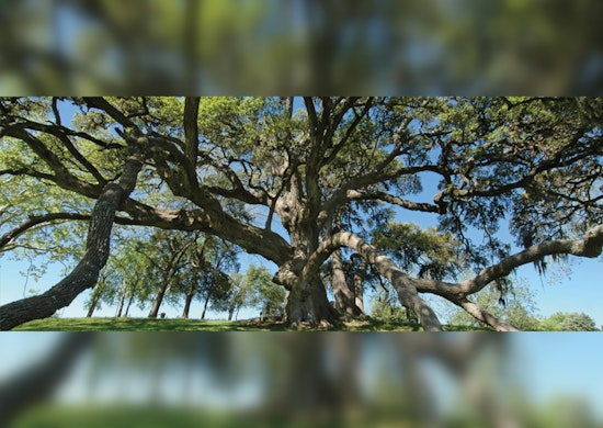 Texas A&M Forest Service Leads Charge Against Invasive Species Threatening State's Ecosystems