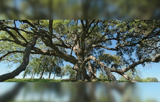 Texas A&M Forest Service Leads Charge Against Invasive Species Threatening State's Ecosystems