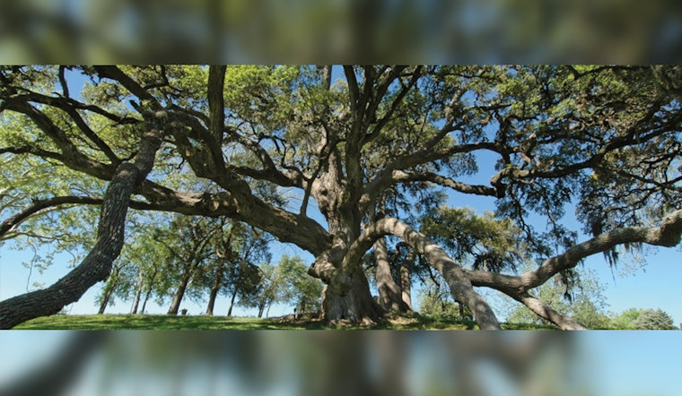 Texas A&M Forest Service Leads Charge Against Invasive Species Threatening State's Ecosystems