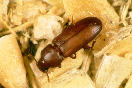 Texas Agriculture Department Fights Red Flour Beetle in Hockley County