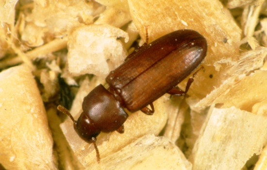Texas Agriculture Department Fights Red Flour Beetle in Hockley County