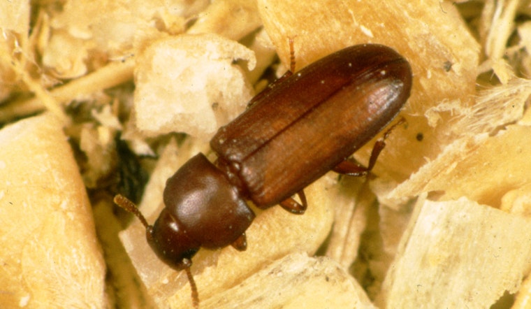 Texas Agriculture Department Fights Red Flour Beetle in Hockley County