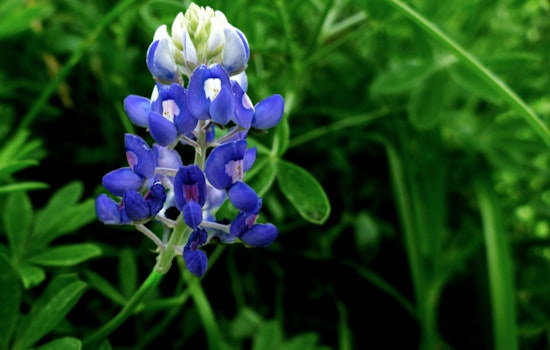 Texas Bluebonnets Set to Dazzle Amid Drought Conditions, Anticipate a Stunning Sea of Blue