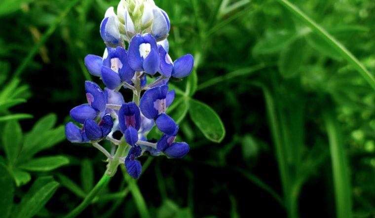 Texas Bluebonnets Set to Dazzle Amid Drought Conditions, Anticipate a Stunning Sea of Blue