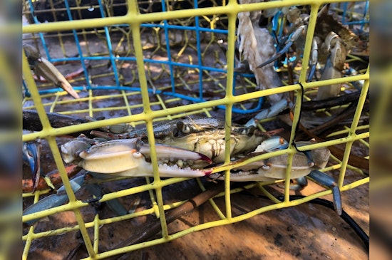 Texas Calls on Volunteers for Coastal Cleanup: Over 42,500 Crab Traps Targeted to Protect Marine Life