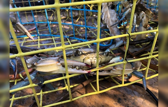 Texas Calls on Volunteers for Coastal Cleanup: Over 42,500 Crab Traps Targeted to Protect Marine Life