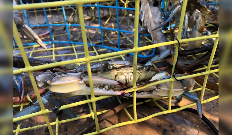 Texas Calls on Volunteers for Coastal Cleanup: Over 42,500 Crab Traps Targeted to Protect Marine Life