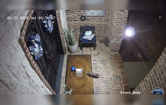 Texas Opossum Turns Porch Pirate, Swipes Birthday Cookies from Southlake Family's Home