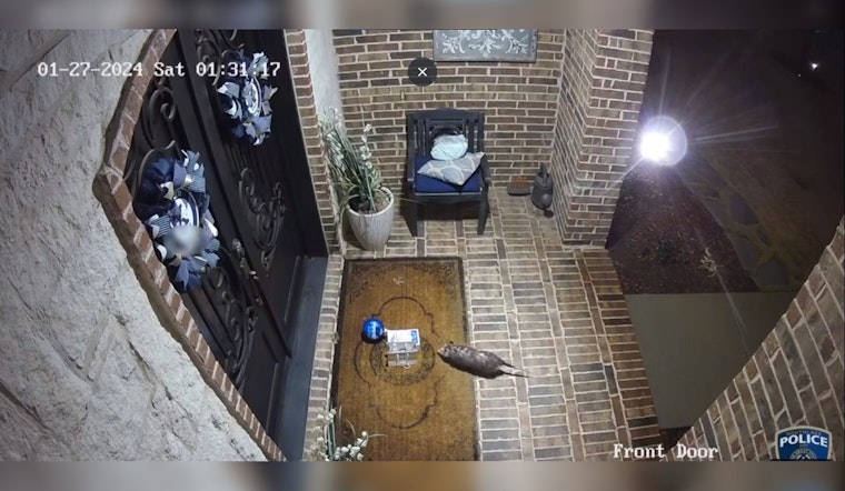 Texas Opossum Turns Porch Pirate, Swipes Birthday Cookies from Southlake Family's Home