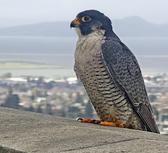 UC Berkeley's New Falcon Named 'Archie' after Alum and Aviator Archie Williams
