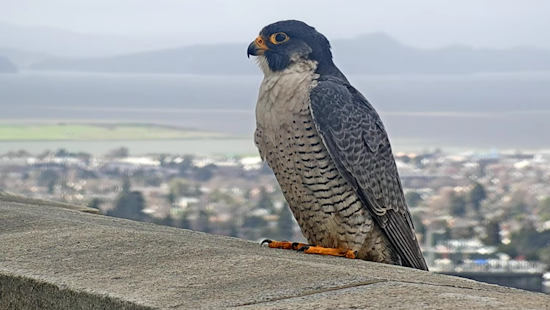 UC Berkeley's New Falcon Named 'Archie' after Alum and Aviator Archie Williams