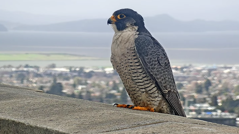 UC Berkeley's New Falcon Named 'Archie' after Alum and Aviator Archie Williams