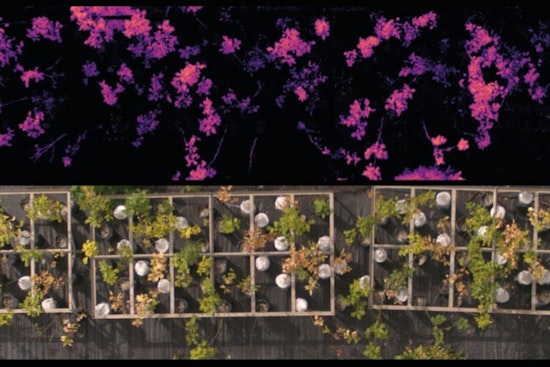 University of Minnesota Researchers Unveil Breakthrough in Detecting Oak Wilt and Drought Effects on Forests