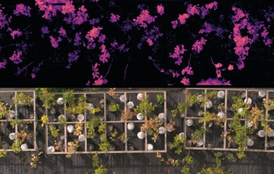 University of Minnesota Researchers Unveil Breakthrough in Detecting Oak Wilt and Drought Effects on Forests
