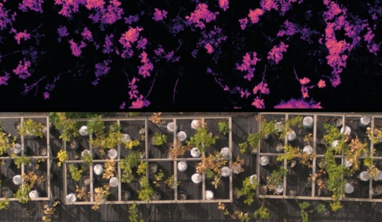 University of Minnesota Researchers Unveil Breakthrough in Detecting Oak Wilt and Drought Effects on Forests