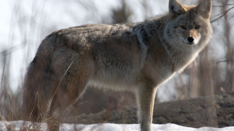 Urgent Hunt for Coyote in North Arlington After Two Children Bitten in Parkway Central Park