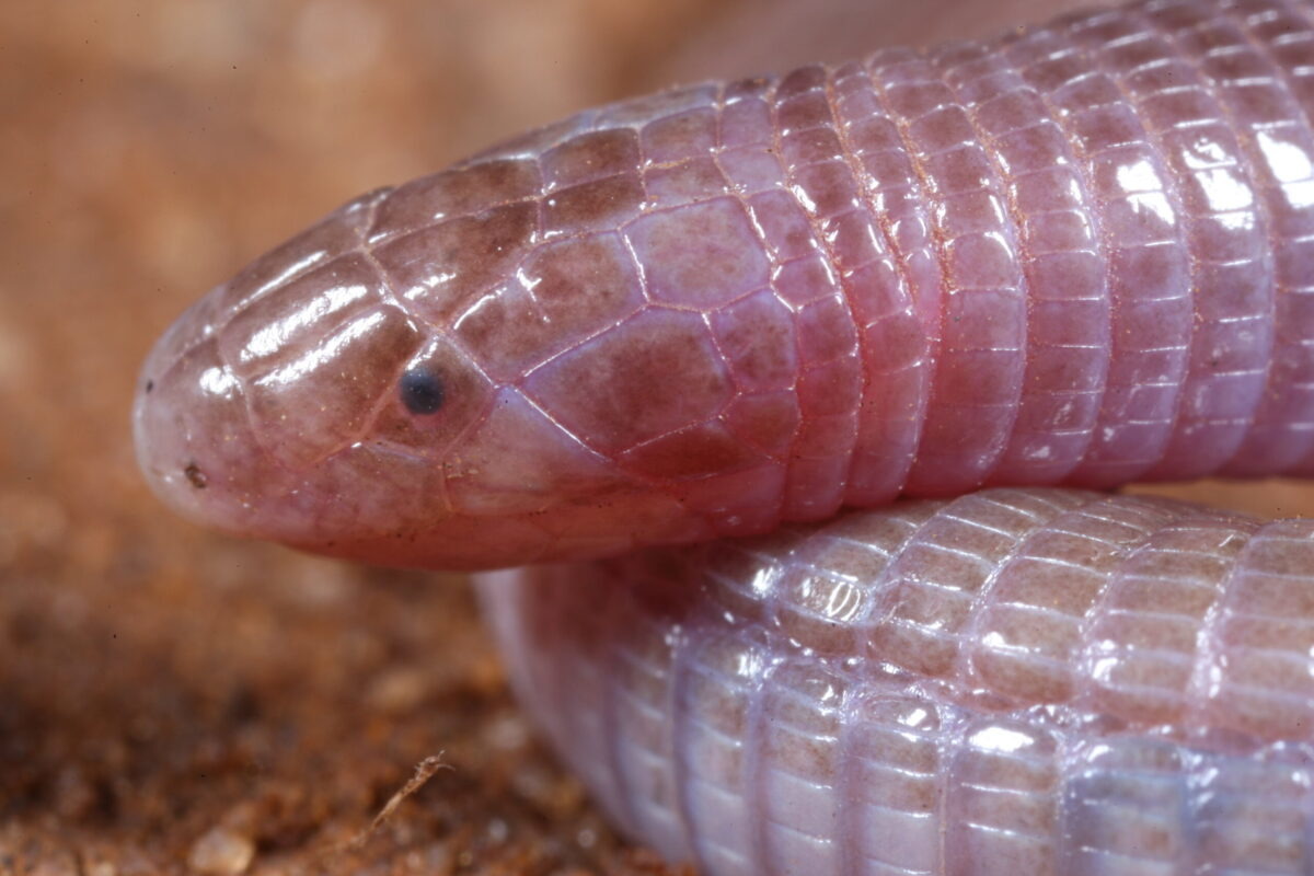 UT Austin Researchers Unearth Secrets of Elusive Worm-Lizard Creatures