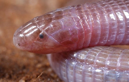 UT Austin Researchers Unearth Secrets of Elusive Worm-Lizard Creatures Using Cutting-Edge Scans