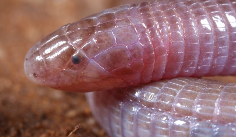 UT Austin Researchers Unearth Secrets of Elusive Worm-Lizard Creatures Using Cutting-Edge Scans