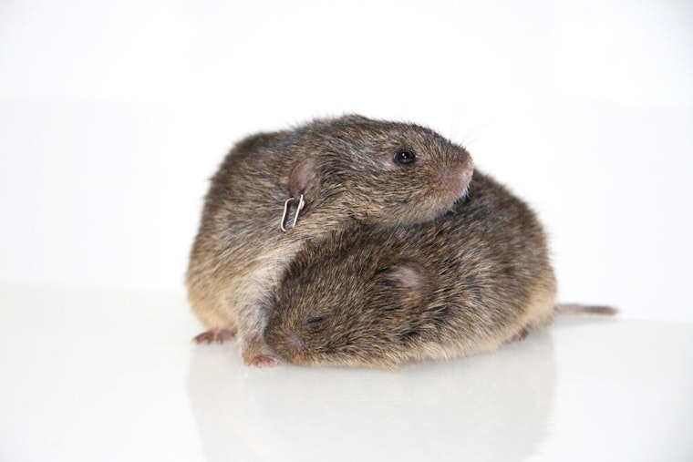 UT Austin Study Maps Brain's Intimate Connection, Prairie Voles Illuminate Pair Bonding Dynamics