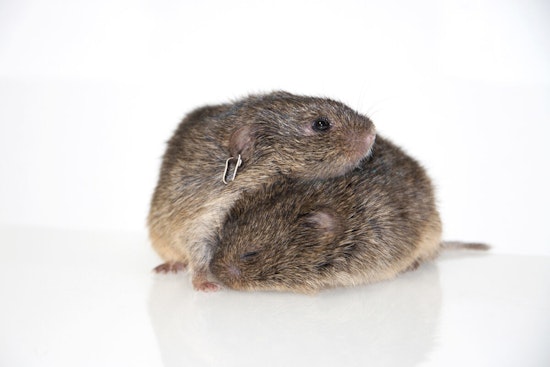 UT Austin Study Maps Brain's Intimate Connection, Prairie Voles Illuminate Pair Bonding Dynamics