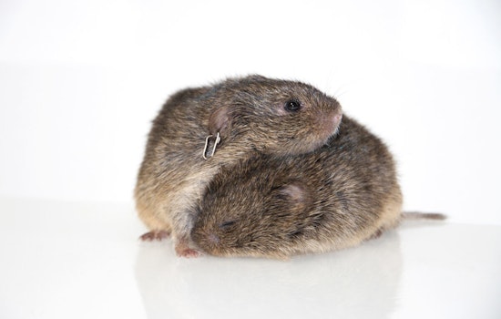 UT Austin Study Maps Brain's Intimate Connection, Prairie Voles Illuminate Pair Bonding Dynamics