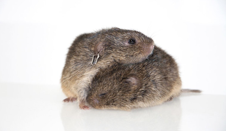 UT Austin Study Maps Brain's Intimate Connection, Prairie Voles Illuminate Pair Bonding Dynamics