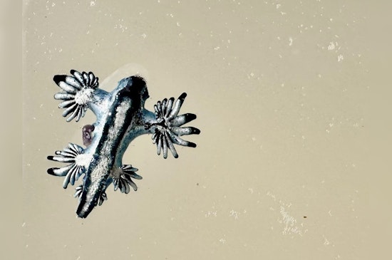 Venomous 'Blue Dragons' Sizzle on Texas Shores, Prompt Warning from Experts