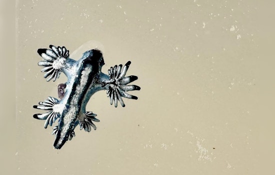 Venomous 'Blue Dragons' Sizzle on Texas Shores, Prompt Warning from Experts