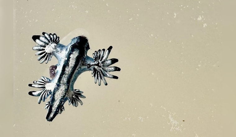 Venomous 'Blue Dragons' Sizzle on Texas Shores, Prompt Warning from Experts