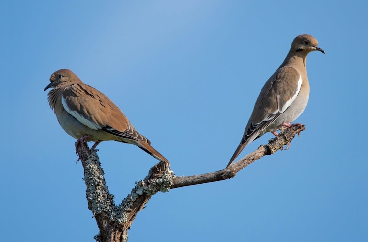 Washington County Parks to Host Free Guided Bird Hike at Pine Point Regional Park