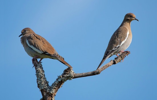 Washington County Parks to Host Free Guided Bird Hike at Pine Point Regional Park