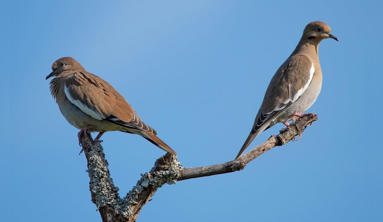 Washington County Parks to Host Free Guided Bird Hike at Pine Point Regional Park
