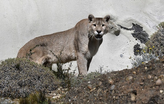 Washington Cyclists Survive Frightening Encounter, One Hospitalized After Cougar Attack Near Fall City