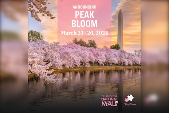 Washington D.C. Awaits Blossom Glory, National Park Service to Announce Peak Cherry Bloom Dates