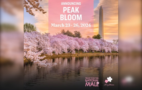 Washington D.C. Awaits Blossom Glory, National Park Service to Announce Peak Cherry Bloom Dates