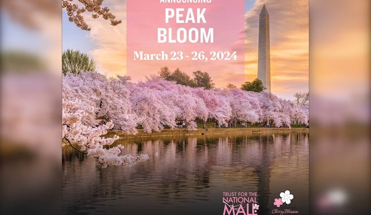 Washington D.C. Awaits Blossom Glory, National Park Service to Announce Peak Cherry Bloom Dates