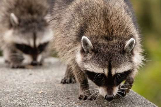 West Palm Beach Woman's DoorDash Taco Feast Stolen by Brazen Raccoons