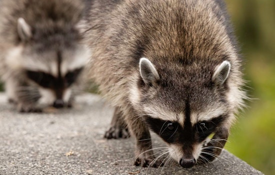 West Palm Beach Woman's DoorDash Taco Feast Stolen by Brazen Raccoons
